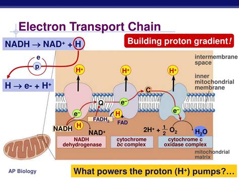 electron transport chain ppt|Electron Transport Chain ETC .